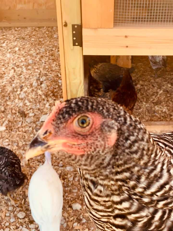 Old Rooster Chicken Egg Basket Wire Metal Hinged Lid Farm Bird