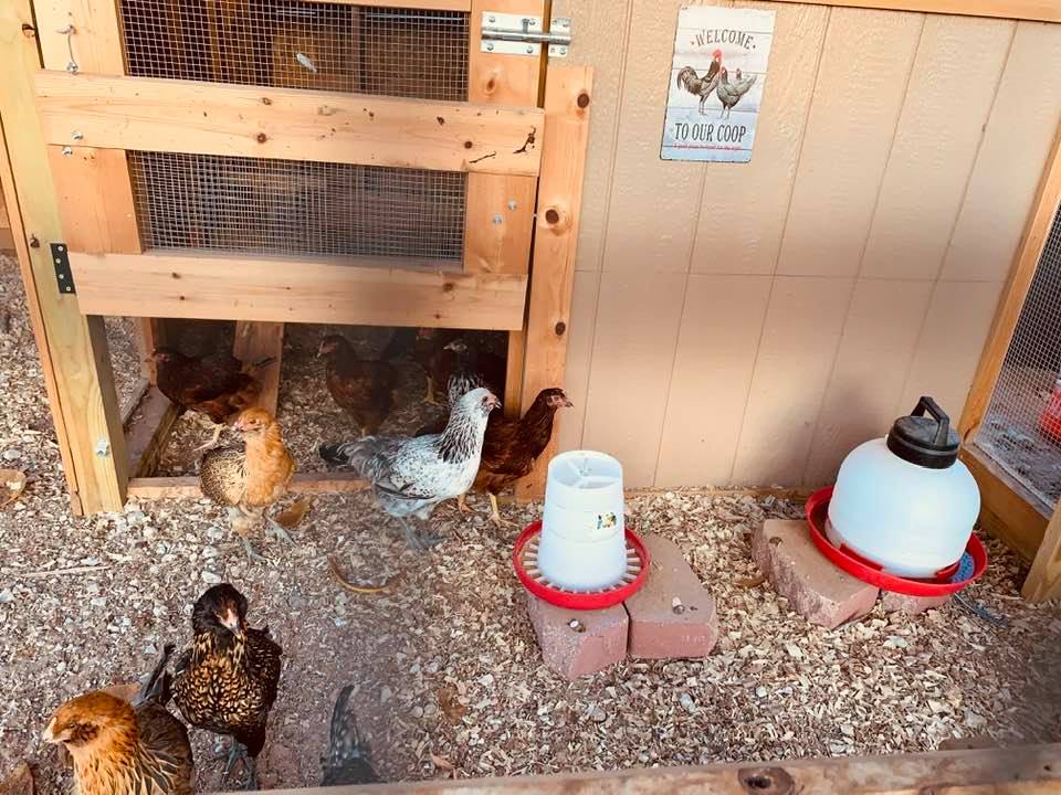 https://www.mrsdavidsgardenseeds.com/images/chickensgoodmorning.jpg