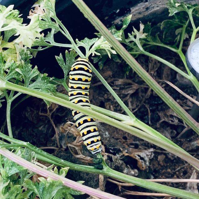 Here's why these floating caterpillars are all over San Antonio